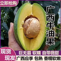 Guangxi Domestic Avocado Big Mac Fresh Fruit Seasonal Full Box of Ripe and Ready-to-Eat First-Class Avocados 12 Pieces