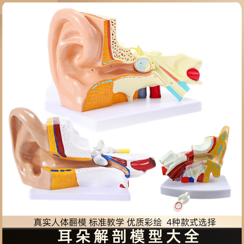 耳朵模型人耳解剖采耳教学培训耳鼻喉科教学展示内耳结构医学模型