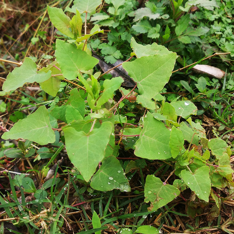 中草药治带状疱疹与皮肤湿痒,杠板归苗与蛇药材的神奇疗效!-药材种子-淘宝百科网