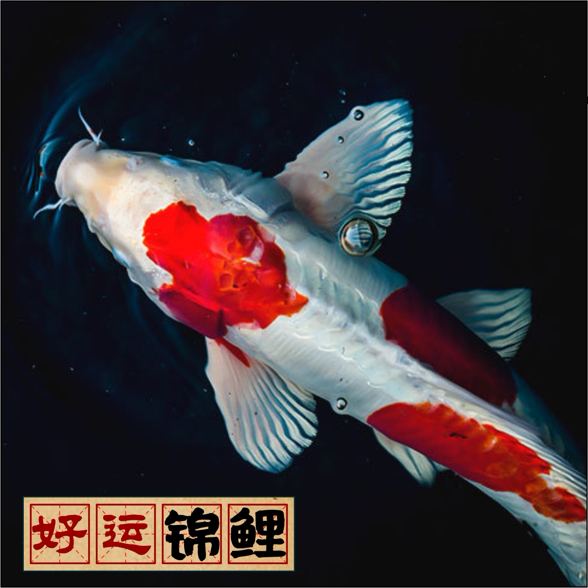江小白锦鲤的LOGO