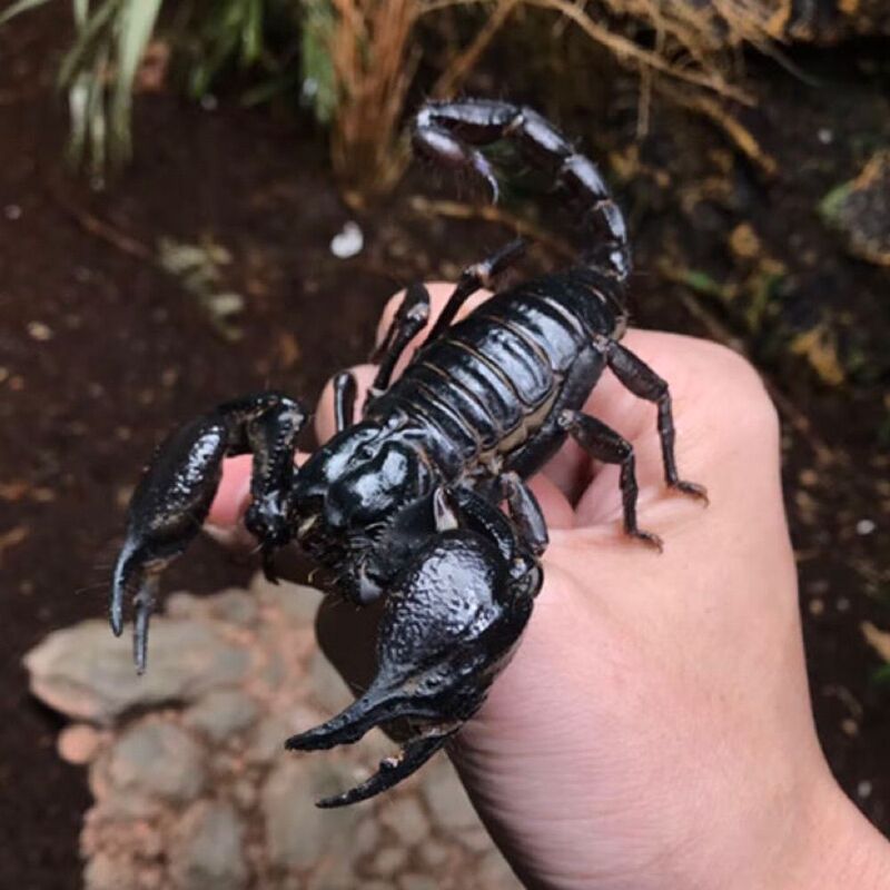 Asian Rainforest Scorpion, Non-Toxic, Extra-Large, Easy to Handle, Unique Reptile Pet, Can Be Kept as an Ornamental Animal, Malaysian, Docile Asian Rainforest Scorpion, Non-Toxic, Extra-Large, Easy to Handle, Unique Reptile Pet, Can Be Kept as an Ornamental Animal, Malaysian, Docile