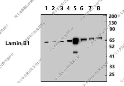 Bioworld单/多克隆抗体内参抗体 层粘连蛋白B1小鼠单克隆抗体-HRP