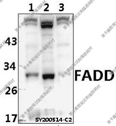 Bioworld一抗FADD/FADD(N188)多克隆抗体适用WB/IHC/IP/ICC/FC/IF