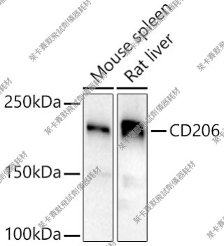 Bioworld一抗 CD206多克隆抗体 CD206 polyclonal antibody适用WB