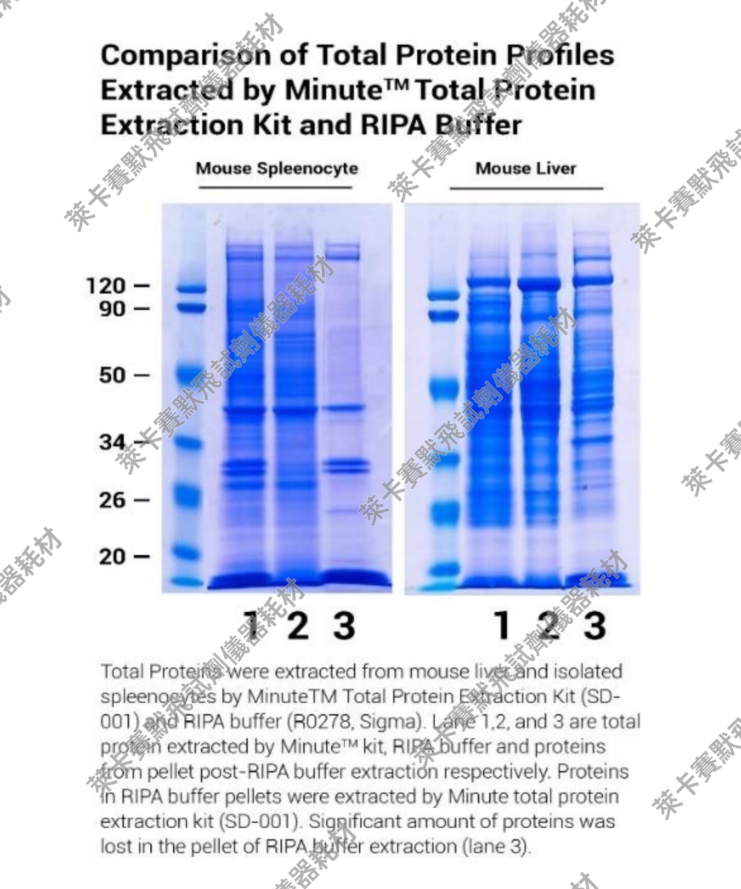 Invent?RIPA裂解液 从哺乳动物细胞和组织中提取蛋白质 WB/ELISA