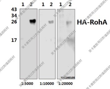 Bioworld标签抗体HA-Tag标记多克隆抗体/HA标记兔单抗-HRP 已转染
