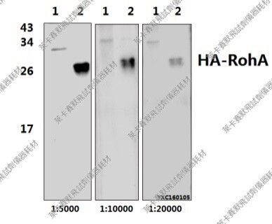 Bioworld标签抗体HA-tag(4G3)单抗-HRP，HA-tag(26D11)单克隆抗体