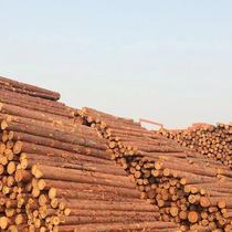 Solid wood solid wood pile piling wood log piling wood fir landscape greening trees 4 meters piling wood river channel