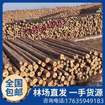 Sturdy wooden piles green support poles piling wood flood control slope protection outdoor river revetment larch 6-meter fir piles