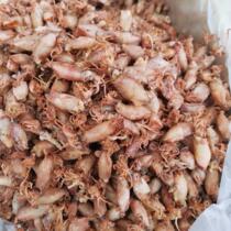 Complete collection of dried seafood dried sea hare 500g dried cuttlefish dried non-seeded black squid larvae dried cuttlefish 250g