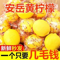 Anyue yellow lemon fresh fruit with thin skin first-class lemon with thin skin and juicy seasonal fruit specially prepared for Urick milk tea shop