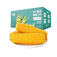大晟金秋东北头茬黄糯玉米200g*10根