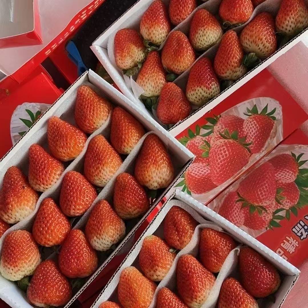 海南红宝石莲雾：当季鲜果的琼岛宝藏