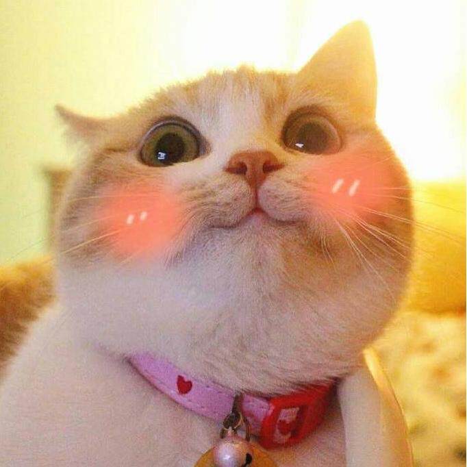 喵喵是一只猫