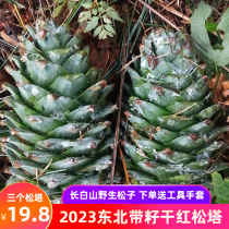 Northeastern wild pine cones Changbai Mountain fresh pine cone with pine nuts squirrel grain decorative pine cones extra large red pine cone new goods