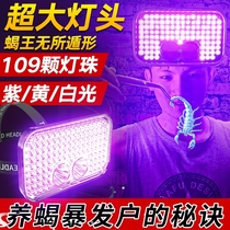 Special lamp for scorpions new super powerful flashlight purple light strong light head-mounted rechargeable lighting identification lamp