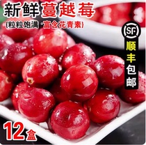 Fresh cranberry fresh fruit seasonal fruit 80g*12 boxes Man raspberry pregnant women original flavor ripe cranberry baking