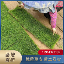 Real turf lawn with soil green grass all-season green Manila no-mowing courtyard villa project landscaping