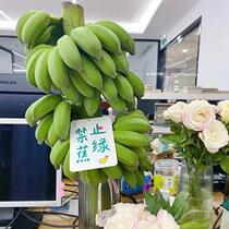 (Banana green is prohibited) A whole bunch of millet bananas with stems on the office desktop water-grown bananas small bananas fresh bananas