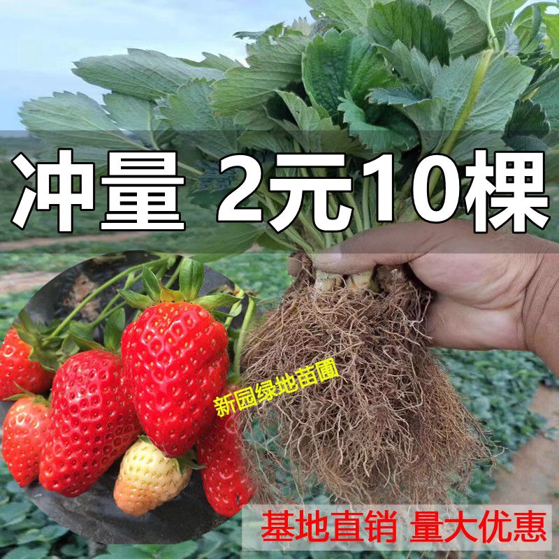 Four Seasons Strawberry Miao Cream Red Color Strawberry Seedling Greenhouse Cultivation Strawberry Potted Plant Year Results New Fry with native fruit Miao-Taobao