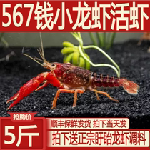 567钱5斤小龙虾鲜活活虾特大新鲜大虾盱眙清水龙虾稻田虾生鲜水产