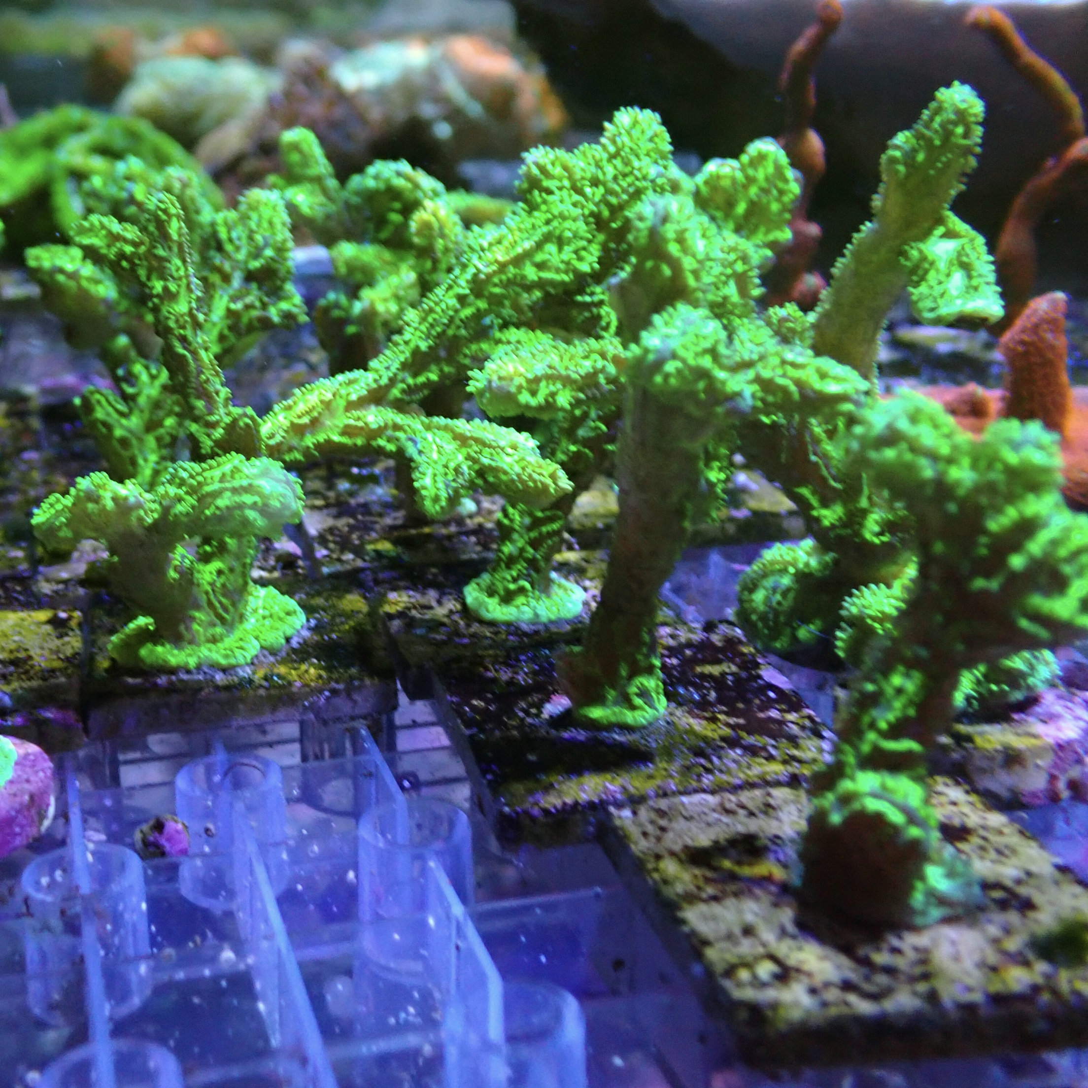 绿八仙珊瑚SPS新手试水包🌟荧光绿海水鱼缸活体珊瑚，点亮你的海底世界