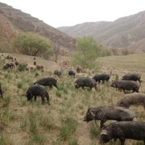 Ecologically stocked black pork in the mountains is now available for purchase at SF Lenglian