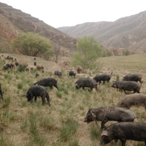 La décharge écologique du porc dans les grandes montagnes est maintenant achetée et achetée