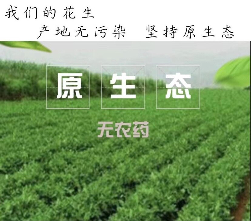山东花生基地