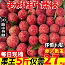 SF spot fresh lychees black leaves Gui old tree flavor big fruit concubines seasonal fruits black 5 pounds of leaves glutinous rice glutinous rice cakes