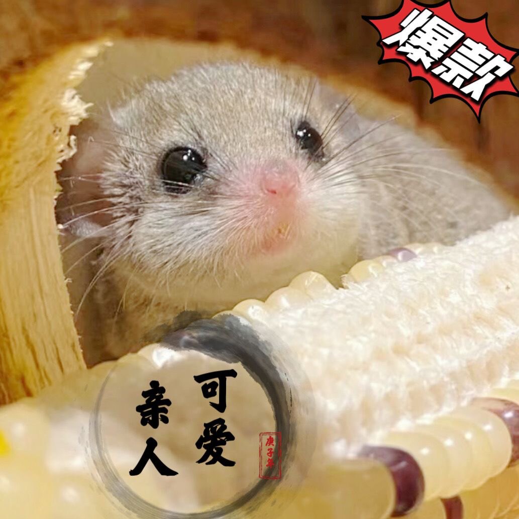 25年最新｜全款价西班牙睡鼠幼崽活体！迷你龙猫级萌宠，学生党必看避坑指南-仓鼠-淘宝好物网