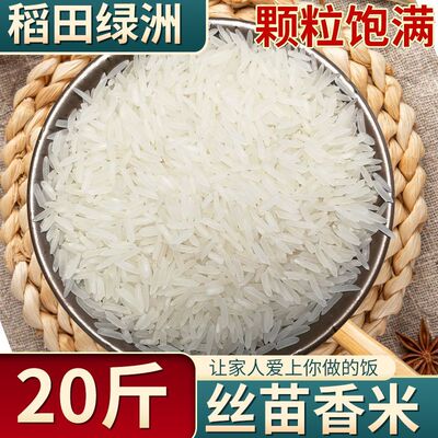 2024年当季晚稻丝苗长粒香米新米象牙米茉莉香米大米猫牙油粘米