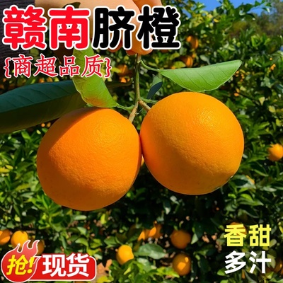 正宗江西赣南脐橙甜蜜多汁手剥橙子现采直发天然维c当季水果甜橙