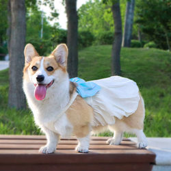 Dog Summer Thin Clothing Flowing Bow Skirt Wedding Princess Dress Pet Clothing Corgi Skirt