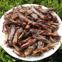 Spicy Grasshopper, готовый к употреблению 300G Super Paintings Эффективные [Гарантия качества]