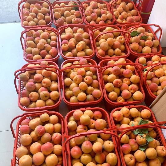 Strawberry Basket, Bayberry, Loquat, Egg Crate, Plum Basket, Fruit Picking Basin with Lid, Blue Plastic Basket, Rectangular