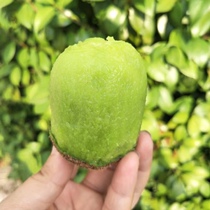 (Fruit Guest) Shaanxi Eyebrow County-Xu Xiangkiwi Monkey Peach-Big Chic Green Heart Macaque Peach Week to Fresh Fruit