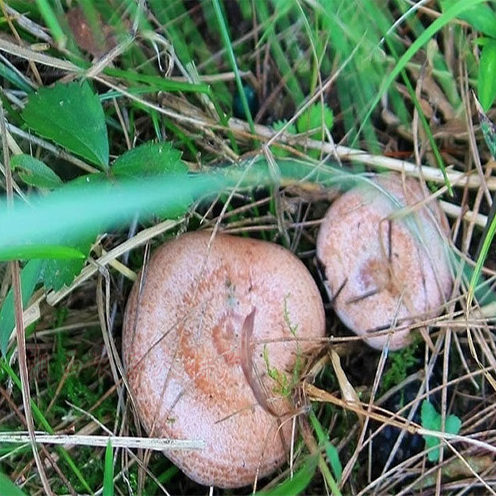 贵州野生三九菇真香密码!松树菌子怎么选才不踩雷?-新鲜松茸-淘宝百科网