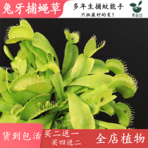 Rabbit tooth flytrap (high-end rare carnivorous plant A pitcher plant mosquito repellent catches mosquitoes eats bugs and catches them)