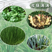 Special soil for growing onions. Nutritional soil for growing vegetables. Special soil for growing vegetables. Garlic family. Universal balcony for planting ginger garlic and shallots.