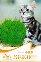 200 PCS bag Cat grass seeds Triticum aestivum small catnip s