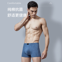 Septwolves mens underwear boys pure cotton boxer briefs large size shorts pants mens cotton pants boxer style