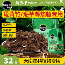 Xinjiang Araceae plant nutrition soil pothos green plant indoor monstera flower cultivation special camp