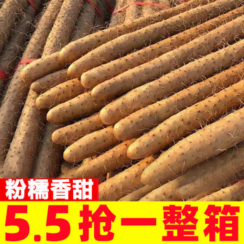 Iron bar yam, fresh huaiyam, wen county, jiaozuo, henan