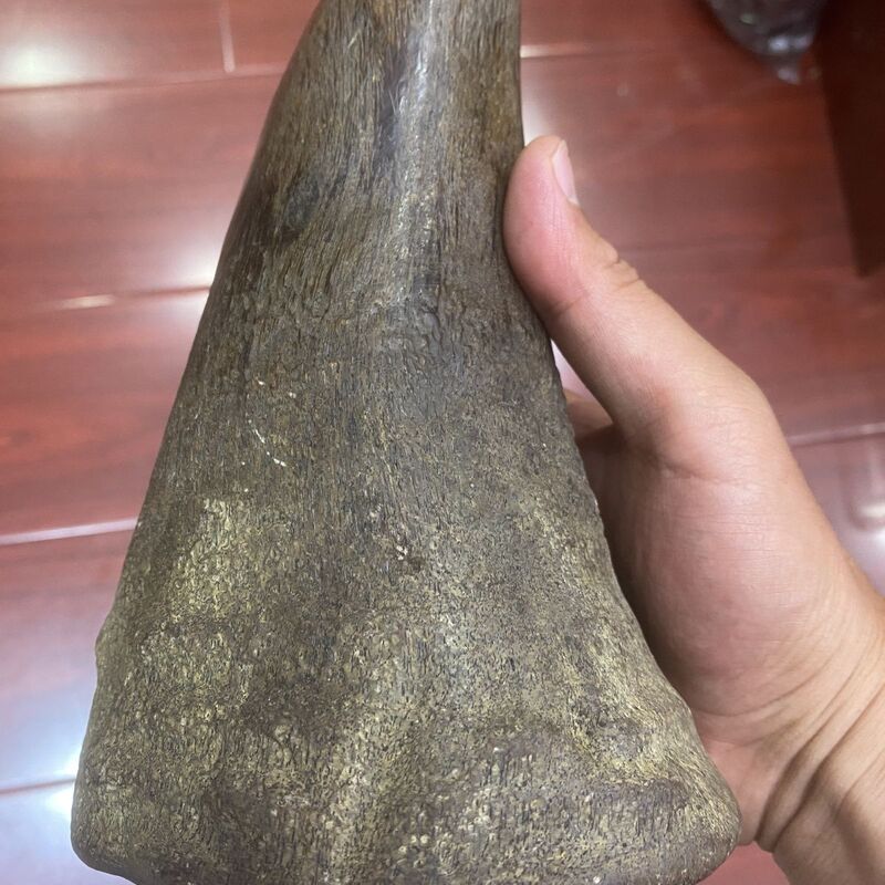 Natural Asian Rhinoceros Whole Corner Classy Horn Ornaments for Health-Preserving Grinding Powder and Play with Bamboo Silk Fish Roe Pattern