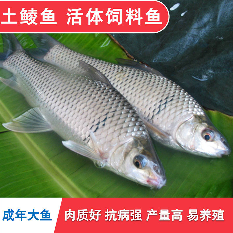 鲮鱼苗养殖全攻略：从土鲮鱼苗到泰鲮活饵，打造淡水养殖新天地！-鱼苗-淘宝百科网