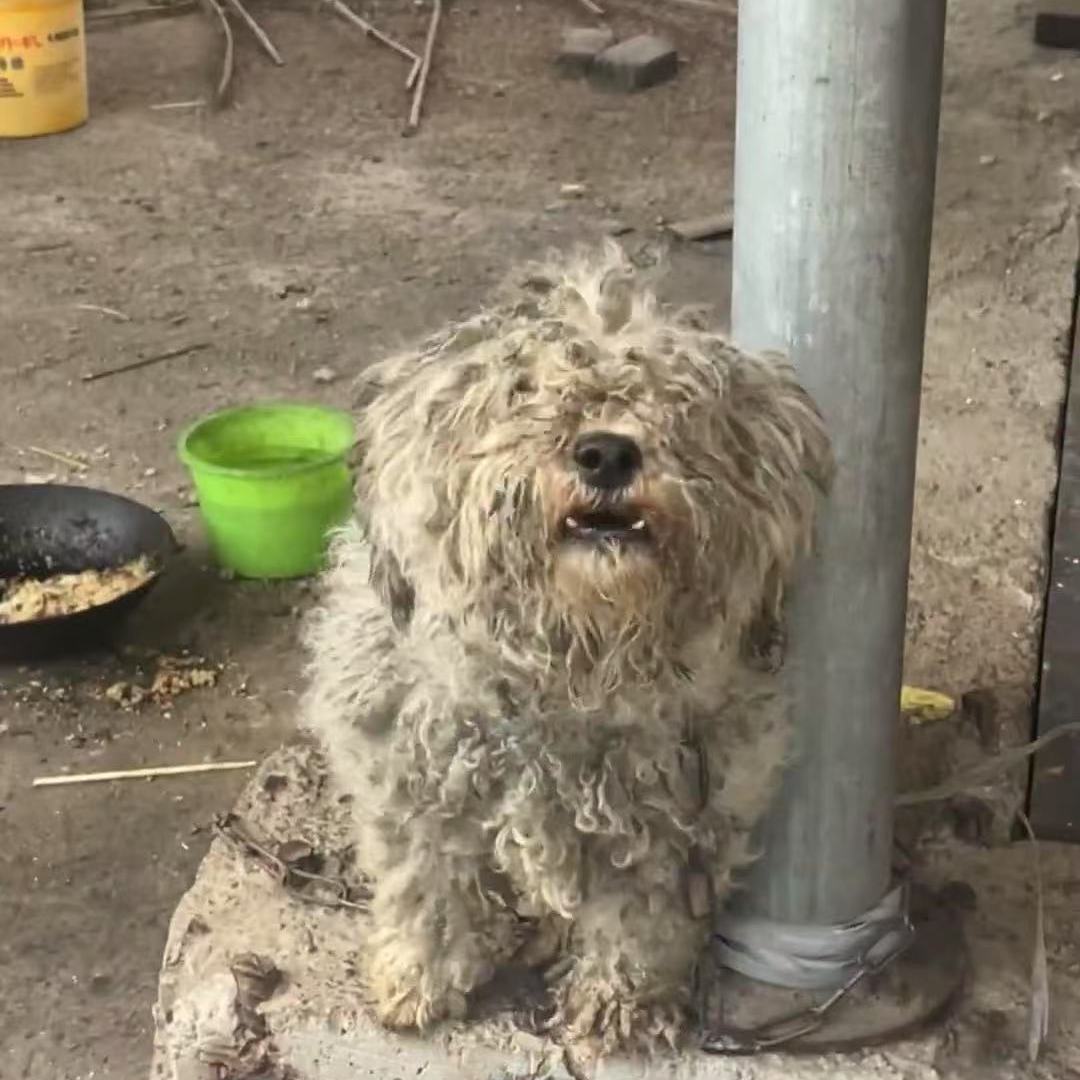 流浪动物救助行动🌟：让每一只流浪猫狗都能吃饱饭！🐾-其它宠物粮食-淘宝好物网