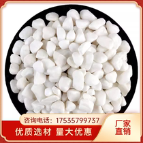 Nanjing white stone white stone white gravel pebbles natural rain flower stone small white stone succulent paving stone basin