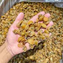 Small Abalone Dry Goods Non-Alive Ready-to-eat Gold Dried Abalone Fish Paparazzi Jumping Wall Raw Material To Scoop Up 50 Head