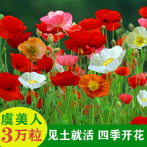 Poppy flower seeds mixed color Icelandic poppy seeds balcony garden flower seeds four seasons sowing live in the soil